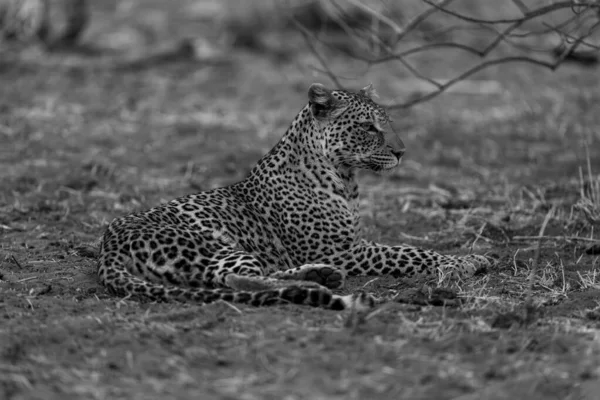 Моно Леопард Лежить Дивиться Вперед Біля Гілок — стокове фото