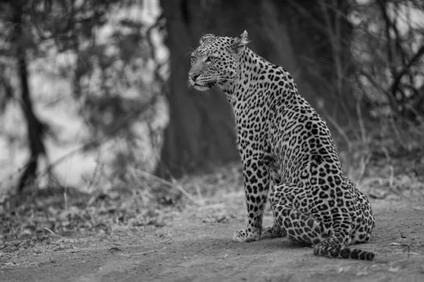 Mono Leopard Sitzt Auf Dem Boden Neben Baum — Stockfoto