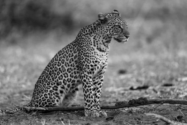 Моно Леопард Дивиться Вперед Біля Гілки — стокове фото