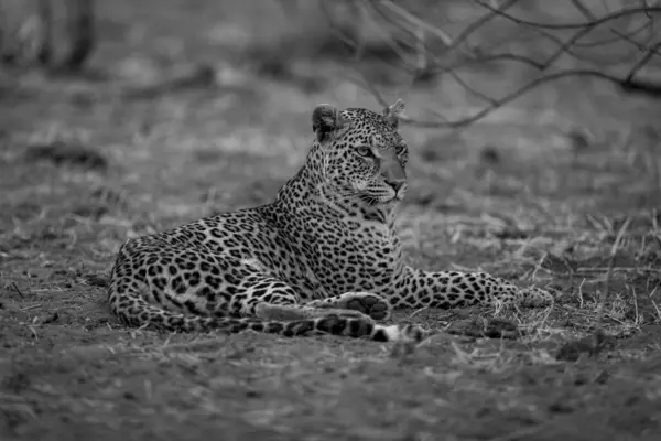 Моно Леопард Лежить Повертаючи Голову Біля Гілок — стокове фото