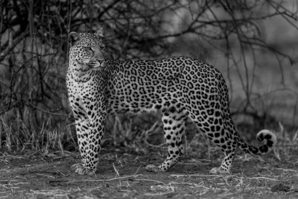 Mono Leopard Stands Turning Head Dusk — Stock Photo, Image