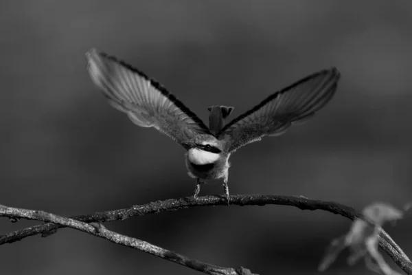 Mono Küçük Arı Yiyici Daldan Havalanıyor — Stok fotoğraf