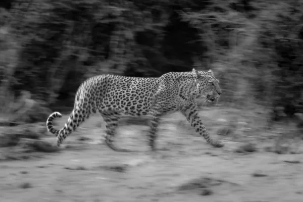 Mono Lento Sartén Leopardo Pasando Arbustos — Foto de Stock