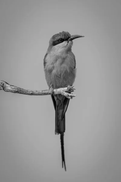 Mono Southern Carmine Bee Eater Turns Branch — Stock Photo, Image