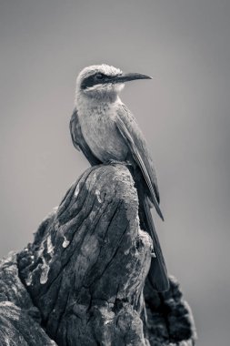 Mono beyaz önlü arı yiyici başını kütüğe çevirir