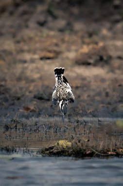 Pied Kingfisher nehir kıyısında suya doğru dalıyor