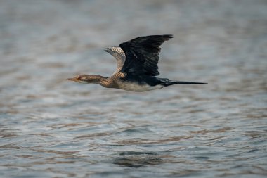 Reed karabatağı yansıyarak suyun üzerinde uçar.