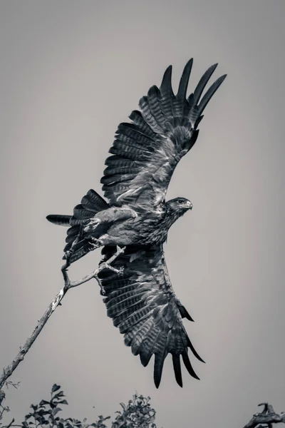 Mono Tawny Águila Despegando Rama — Foto de Stock