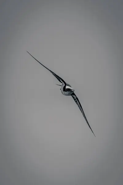 Mono Wire Tailed Swallow Flies Spreading Wings Diagonally — Stock Photo, Image