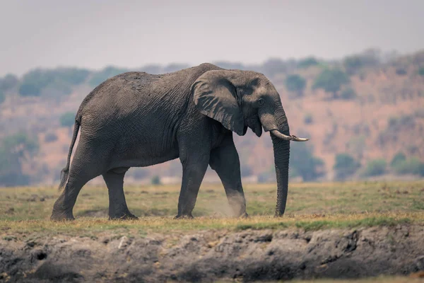 Muddy African bush elephant walks across floodplain