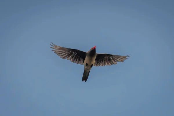 Rotschnabel Ochse Fliegt Durch Perfekten Blauen Himmel — Stockfoto
