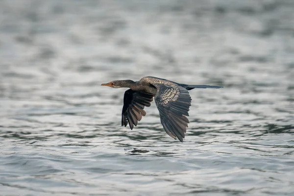 Schilfkormoran Überquert Fluss Mit Gesenkten Flügeln — Stockfoto