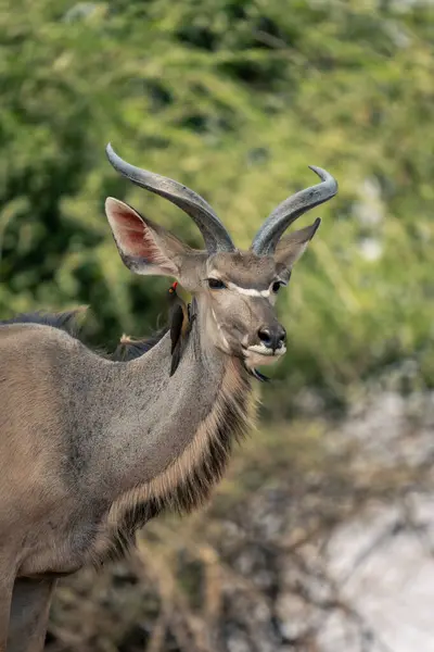 Red Billed Oxpecker Joven Macho Mayor Kudu —  Fotos de Stock