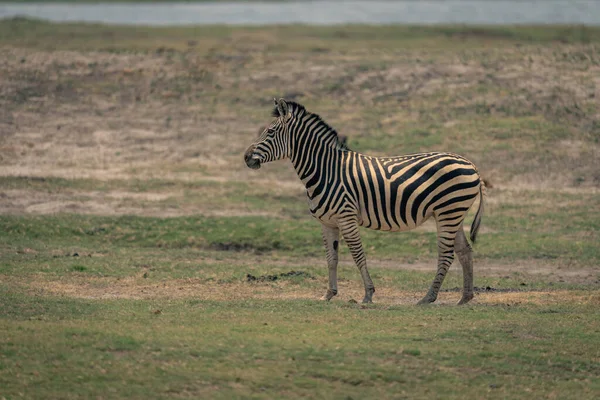 Síkság Zebra Áll Ártéren Napsütésben — Stock Fotó