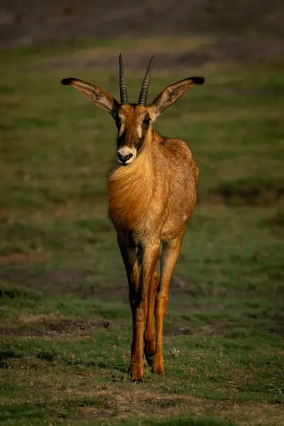 Roan Antelope는 잔디에 카메라를 — 스톡 사진