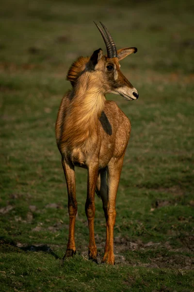 Руанський Антилоп Стоїть Траві Повертаючи Голову — стокове фото