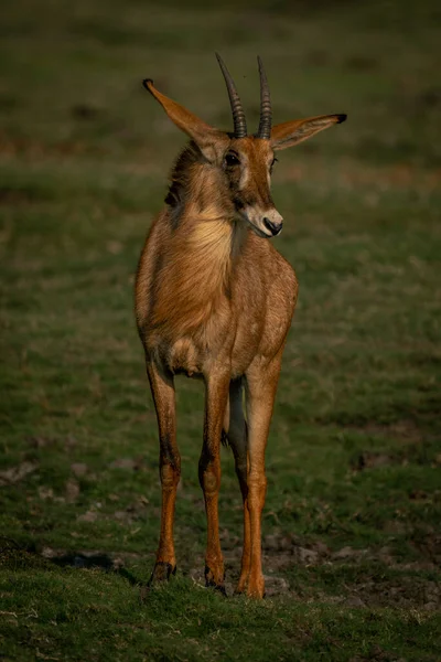Roan Antilopa Chytlavým Světlem Stojí Trávě — Stock fotografie
