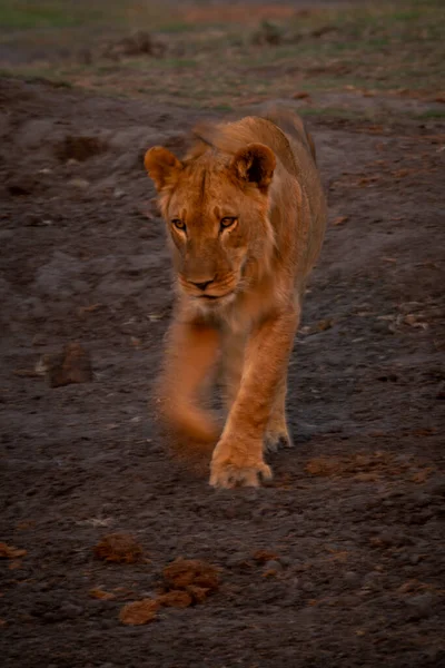 カメラに向かって歩くライオンのスローパン — ストック写真