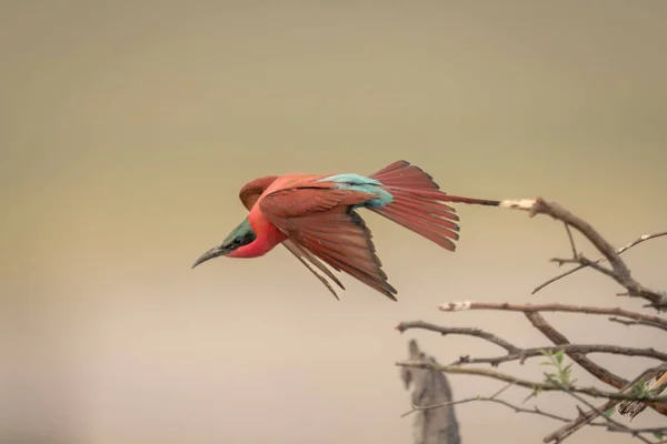 Southern Carmine Bee Eater Flies Tangled Branches — Stock Photo, Image