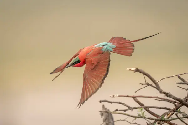 Southern Carmine Bee Eater Flies Tangled Branches — Stock Photo, Image
