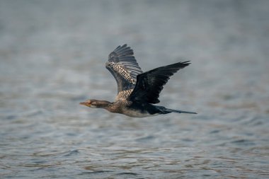 Reed karabatağı yumuşak suyun üzerinde alçaktan uçar