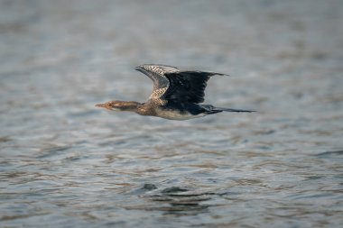 Reed karabatağı sakin suyun üzerinde alçaktan uçar
