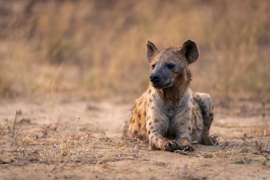 Görülen sırtlan, kumun üzerinde başı dönerek yatıyor.