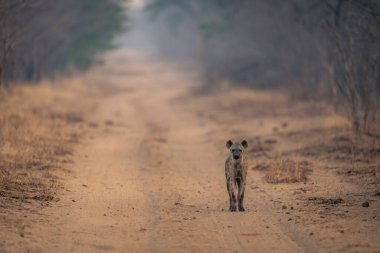 Görülen sırtlan kameraya doğru ilerliyor.