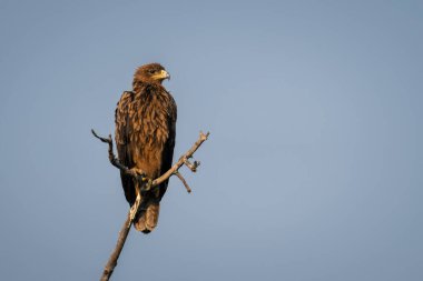 Tawny kartal yarık dalında Yakalayıcı ışıkla