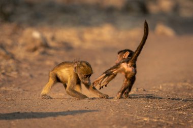 İki yavru Chacma babunu kumsalda oynuyorlar.