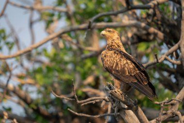 Tawny kartal ölü dalda yukarı bakıyor