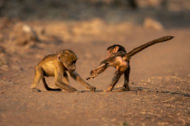 Two baby chacma baboons play on road clipart