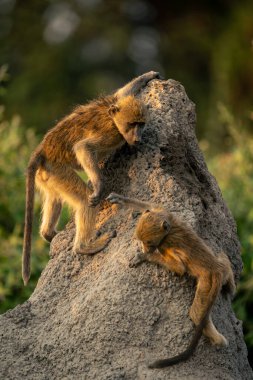 İki chacma babunu termit tepeciğinde oynuyorlar.