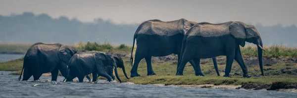 Panorama Herd Elephants Crossing River — Stock Photo, Image