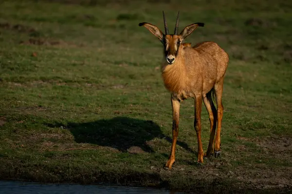 Roan Antelope는 Riverbank 그림자에 있습니다 — 스톡 사진