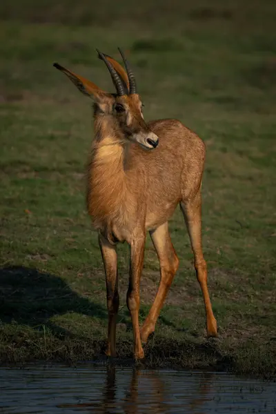 Roan Antilop Står Flodstranden Vrida Huvudet — Stockfoto