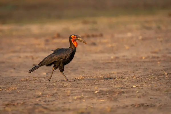 Südlicher Erdhornvogel Wandert Über Kahlen Boden — Stockfoto