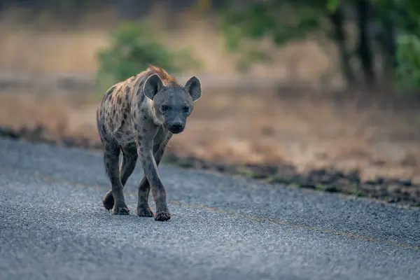 Spotted hyena walks on road towards camera