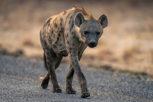 Spotted hyena walks along road towards camera