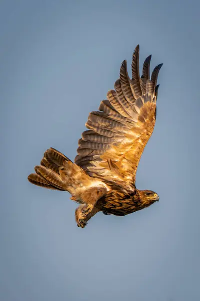 stock image Tawny eagle flies under perfect blue sky