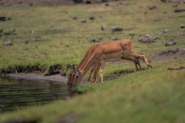 Três Fêmeas Comuns Impalas Beber Rio — Fotografia de Stock