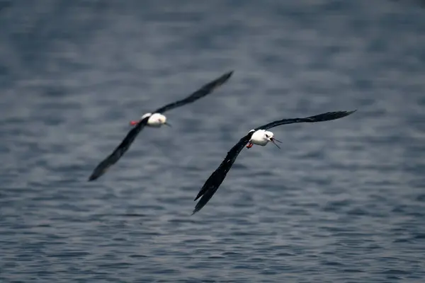 Dvě Černé Okřídlené Chůdy Přejíždějí Přes Řeku Otevírají Zobáky — Stock fotografie