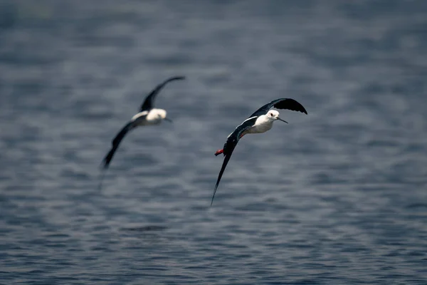 Two Black Winged Stilts Fly Calm River — Stock Photo, Image