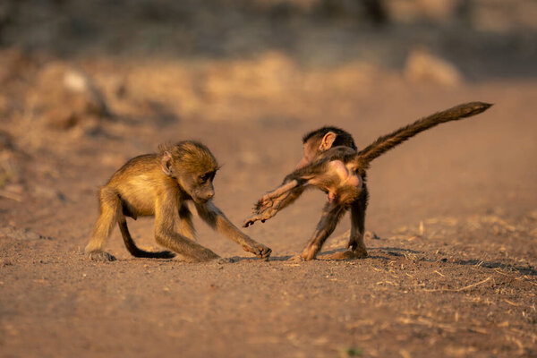 Two baby chacma baboons play on road