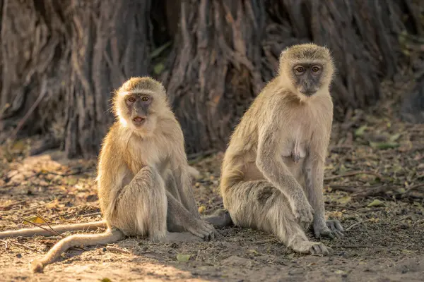 Dos Monos Vervet Sientan Mirando Hacia Cámara — Foto de Stock