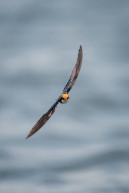 Kablo kuyruklu kırlangıç nehri geçip kameraya doğru uçar.