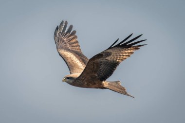 Sarı gagalı uçurtma mükemmel mavi gökyüzünün altında uçar.