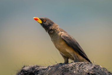 Cape Buffalo 'nun omurgasında sarı gagalı öküzçeler