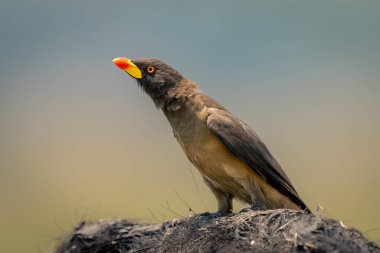 Yellow-billed oxpecker on spine of Cape buffalo clipart
