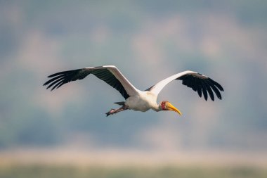 Sarı gagalı leylek sinekleri kanatlarını açarlar